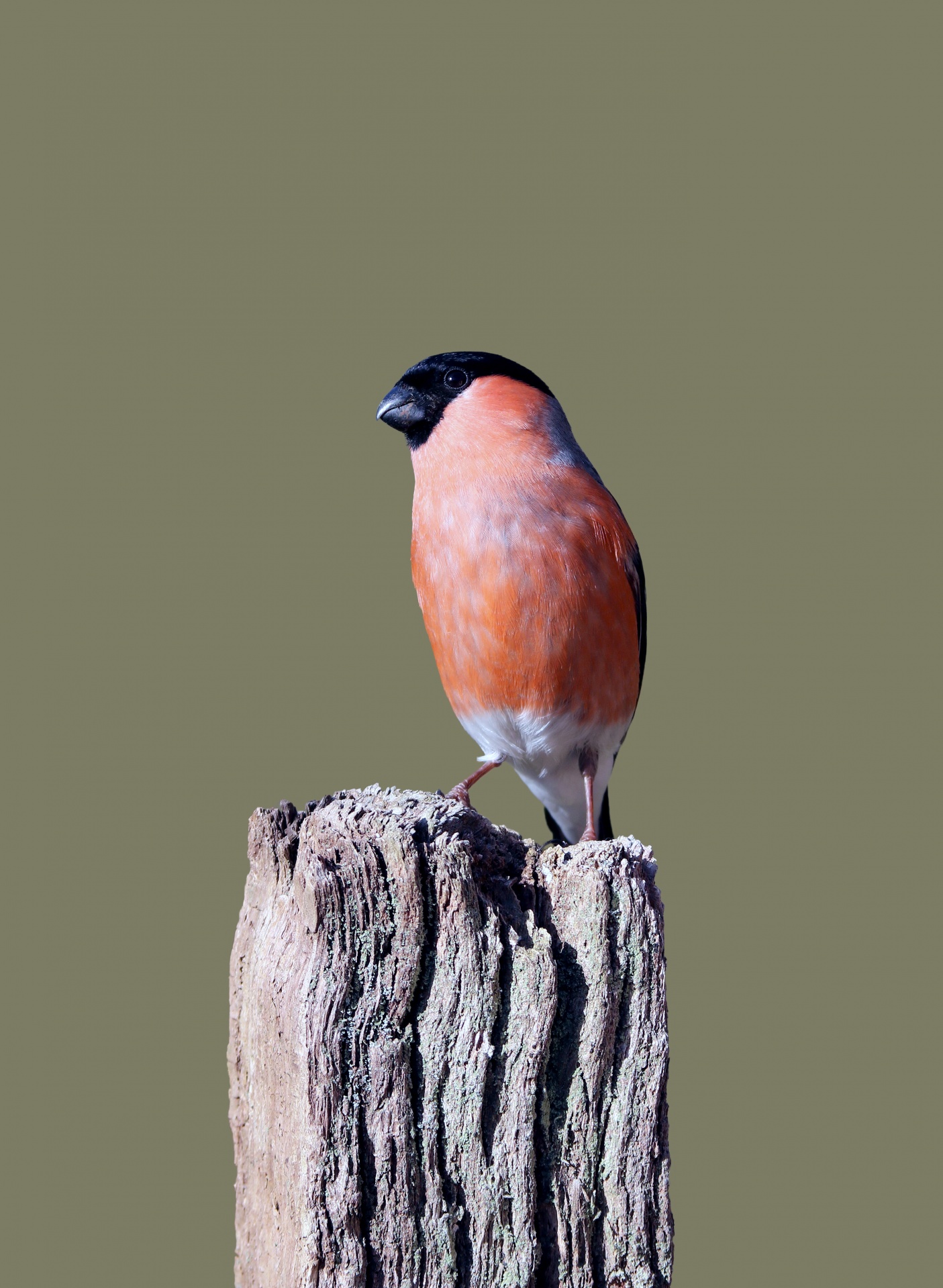 Bullfinch