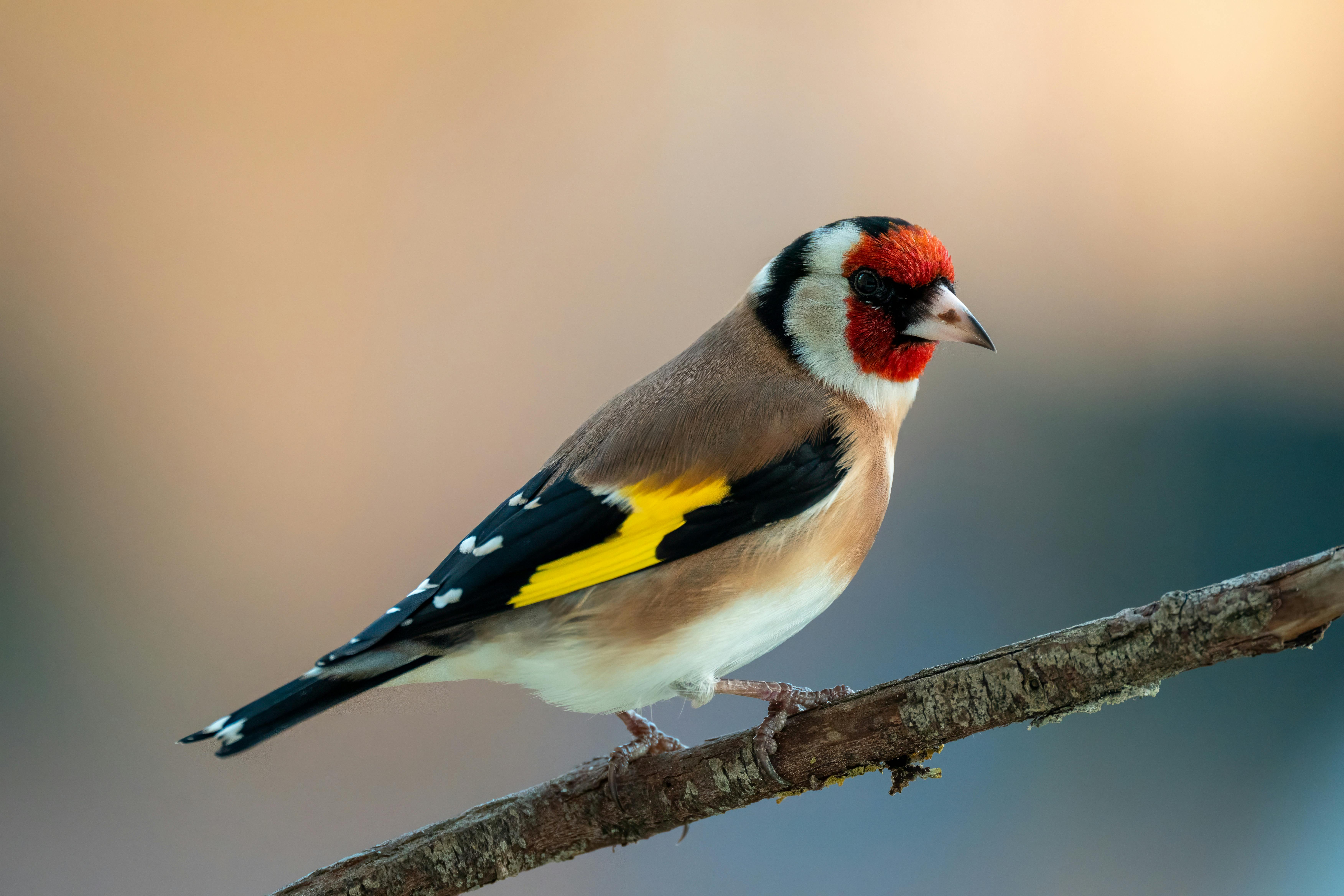 European goldfinch