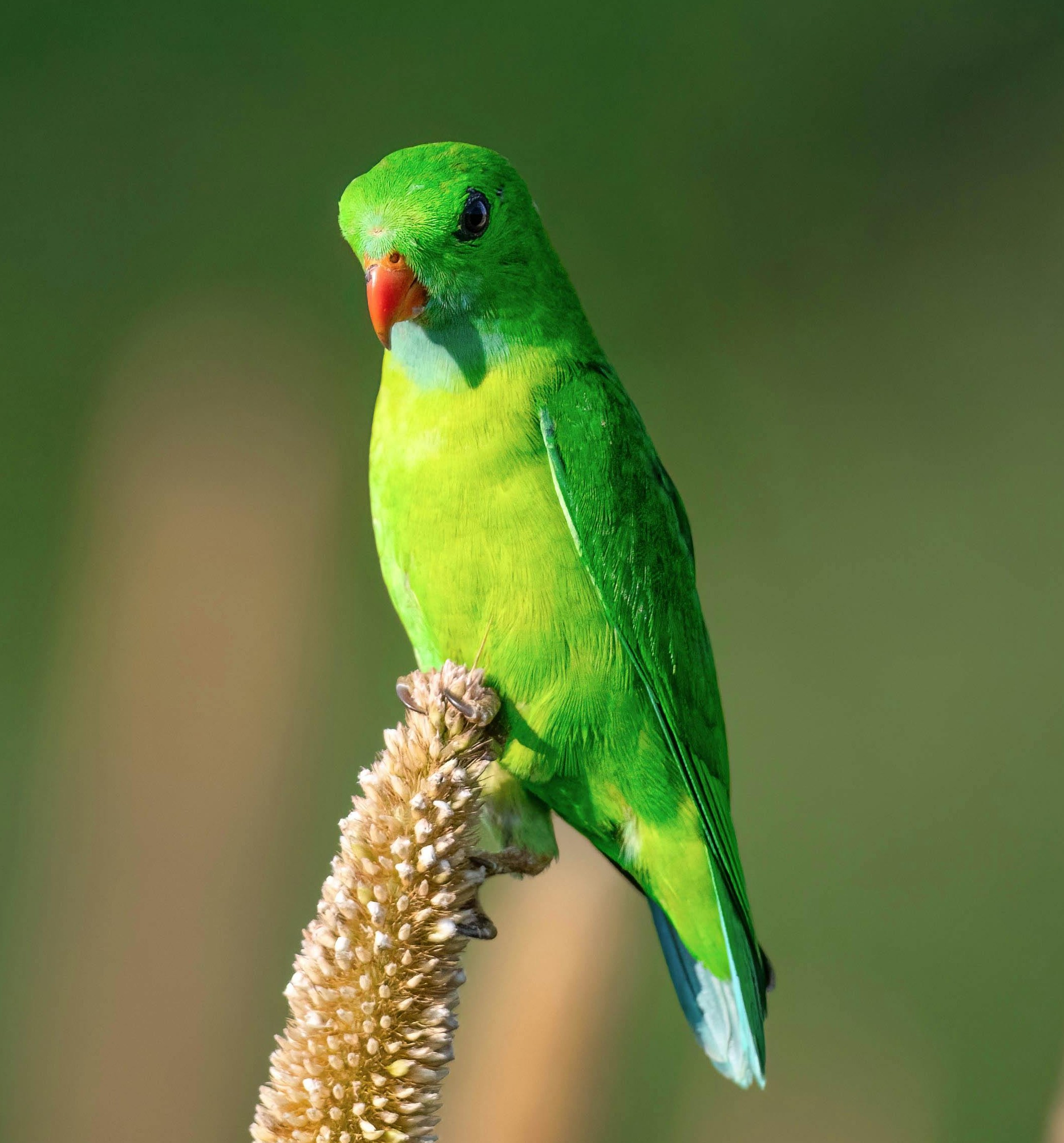 Green parrot