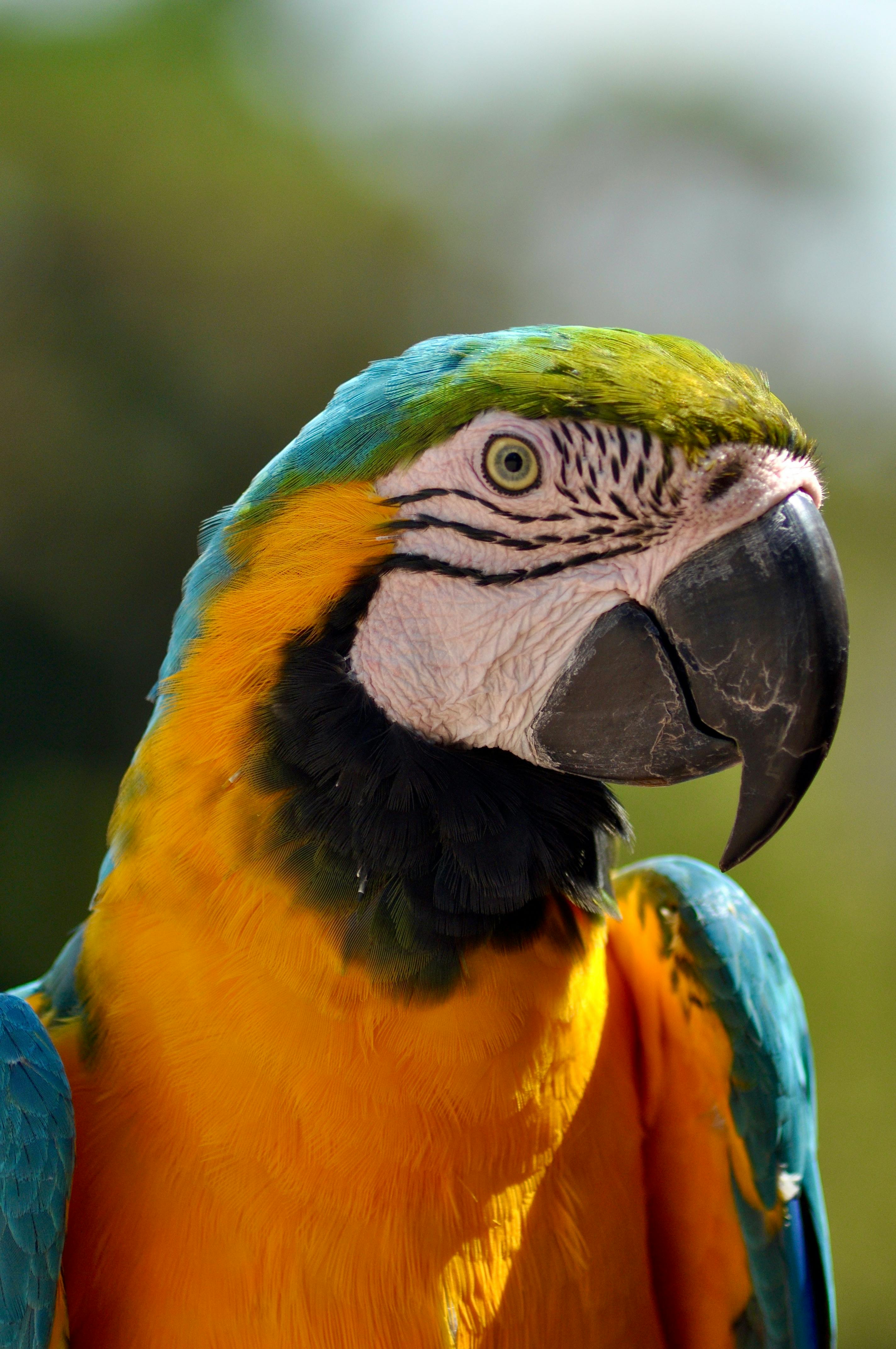 Blue and gold macaw
