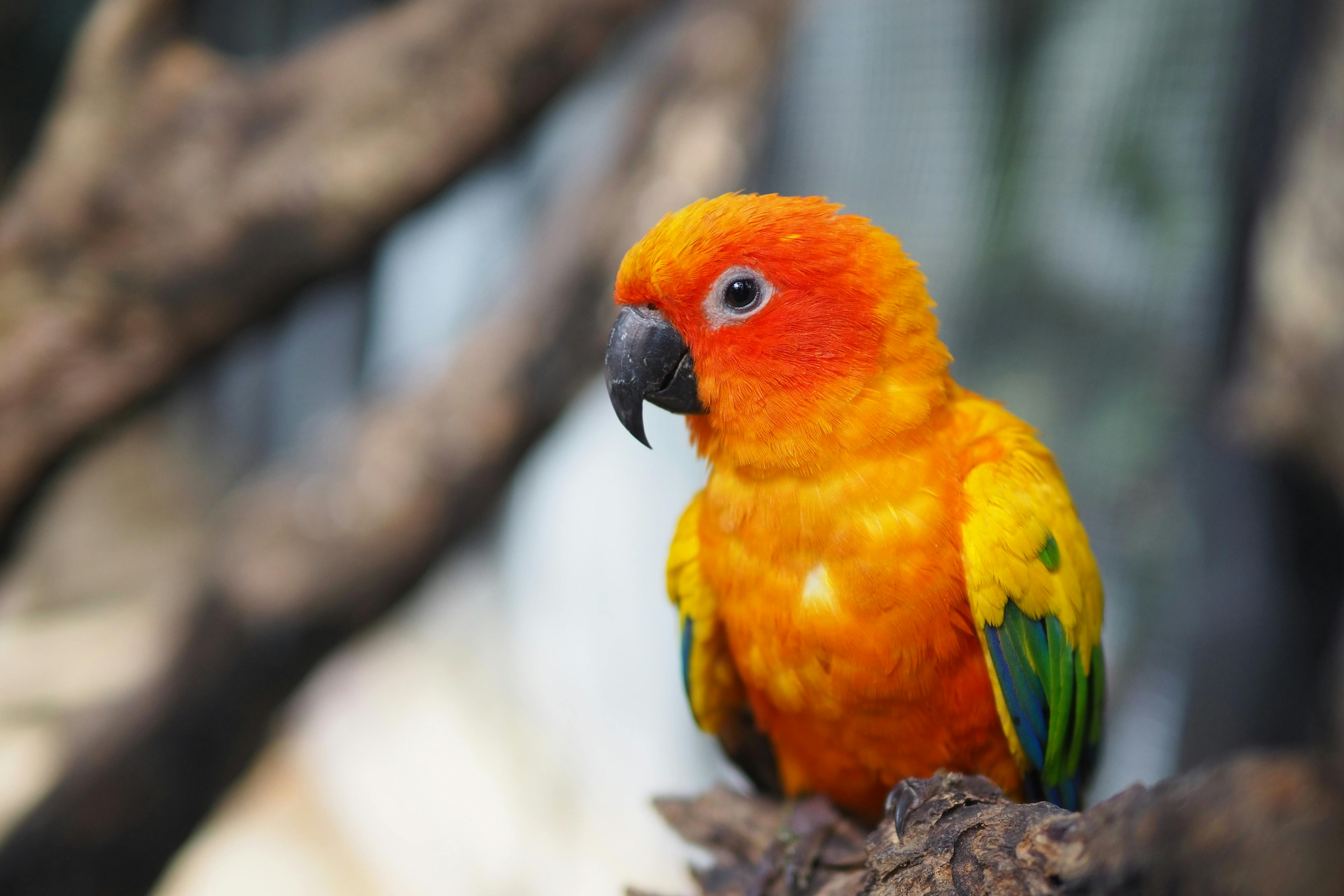 Sun conure parrot