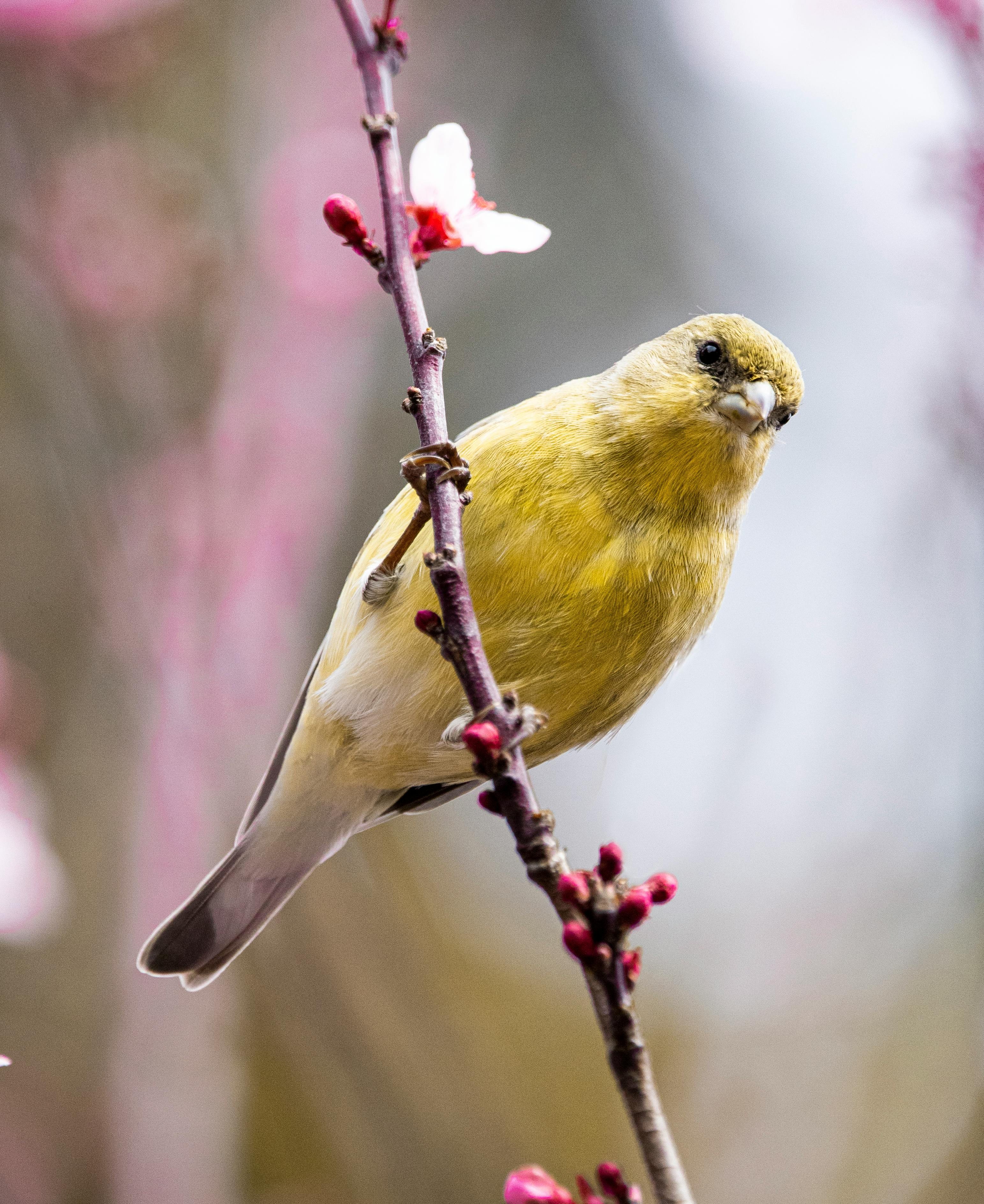 Yellow finch on blossom branch